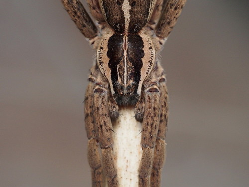 New Zealand Nursery Web Spider photo 3