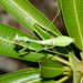 Antillean Mantis - Photo (c) Ruth Bastardo, some rights reserved (CC BY-NC), uploaded by Ruth Bastardo