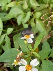 Uranophora terminalis