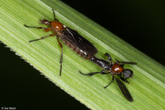 Bibionellus