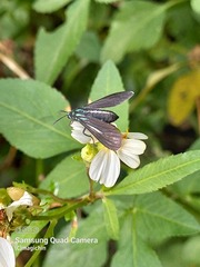 Uranophora terminalis