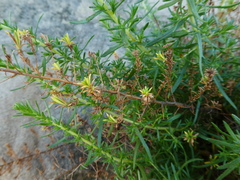 Deinandra minthornii