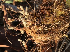 Cuscuta sandwichiana