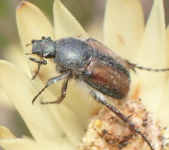 Stegopterus septus