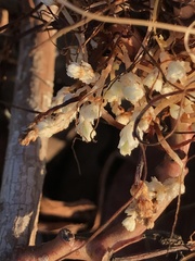 Cuscuta sandwichiana