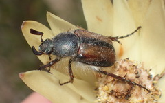Stegopterus septus