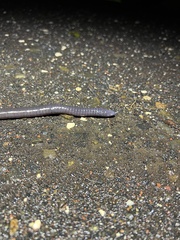 Gymnopis multiplicata