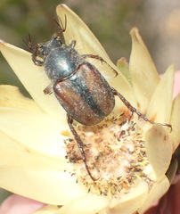 Stegopterus septus