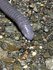 Gymnopis multiplicata