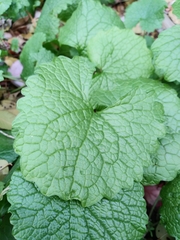 Alliaria petiolata