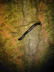 Tachypodoiulus niger