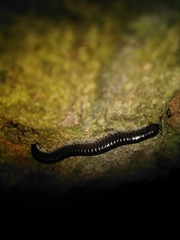 Tachypodoiulus niger