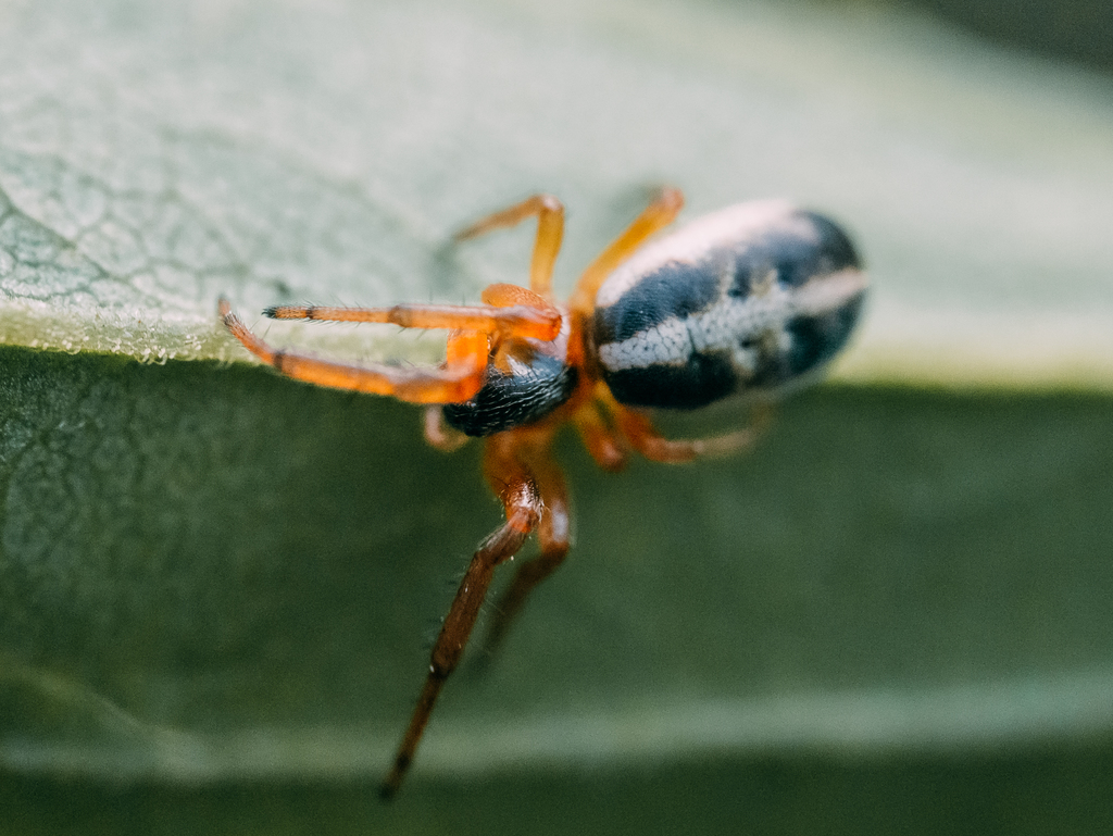 Singa nitidula