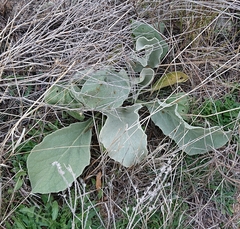 Verbascum rotundifolium
