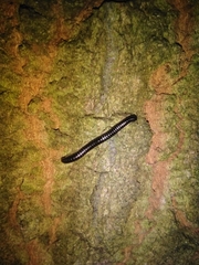 Tachypodoiulus niger