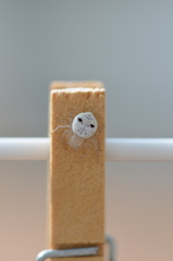 Firmicus bragantinus