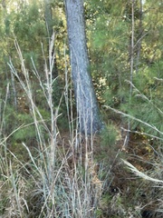 Andropogon cretaceus