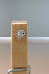 Firmicus bragantinus