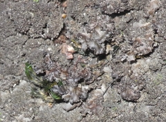 Pseudocyphellaria dissimilis