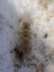 Multicrustacea