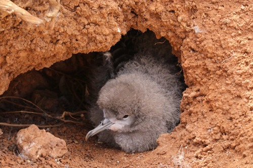 Wedge-tailed Shearwater