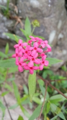 Arachnothryx leucophylla