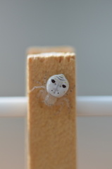 Firmicus bragantinus