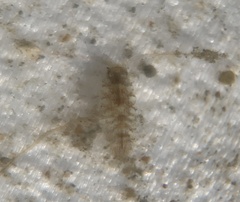Multicrustacea