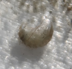 Multicrustacea