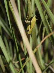 Callimantis antillarum