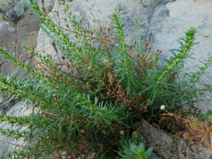 Deinandra minthornii