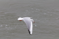 Chroicocephalus ridibundus