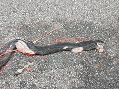 Naja sumatrana