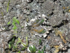 Pseudocyphellaria dissimilis
