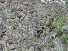 Pseudocyphellaria dissimilis