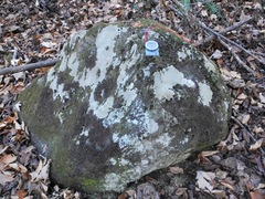 Pseudocyphellaria dissimilis