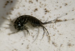 Melitidae
