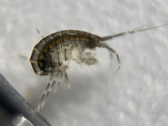 Melitidae