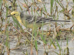 Motacilla citreola