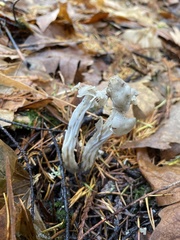 Helvella maculata