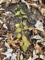 Lysimachia radicans