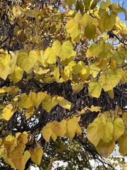 Magnoliopsida