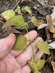 Lysimachia radicans