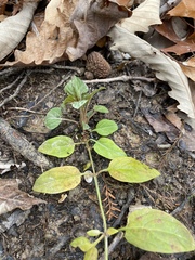 Lysimachia radicans