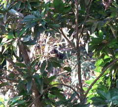 Pteropus livingstonii