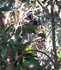 Pteropus livingstonii