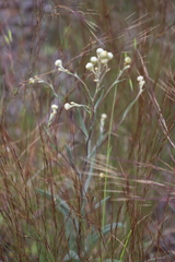 Hyalosperma cotula