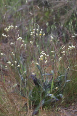 Hyalosperma cotula