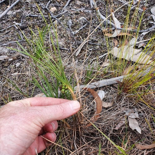 Image of Lomandra glauca by (c) ronavery, some rights reserved (CC BY)