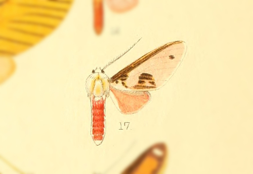 Idalus idalia